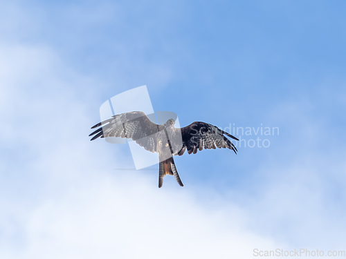 Image of Red Kite with Prey in Beak