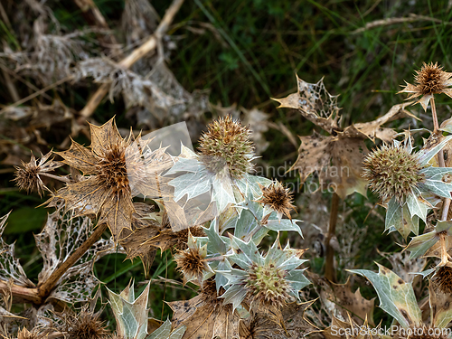 Image of Sea Holly Going Over