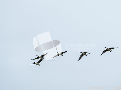 Image of Canada Geese in Flight
