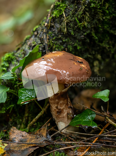 Image of Slimy Fungus in Woodland