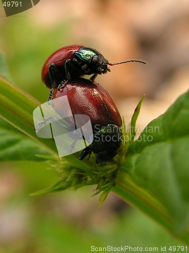 Image of red bugs