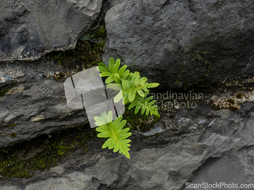 Image of Polypody Fern on Wall