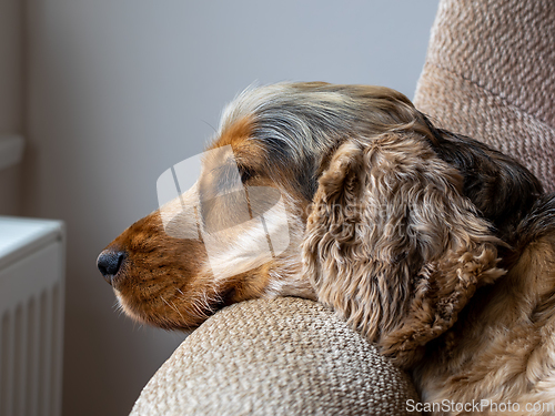 Image of Spaniel Resting