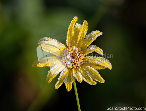 Image of Yellow Flower and Frost