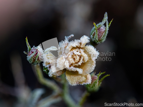 Image of Rosebud Covered in Frost