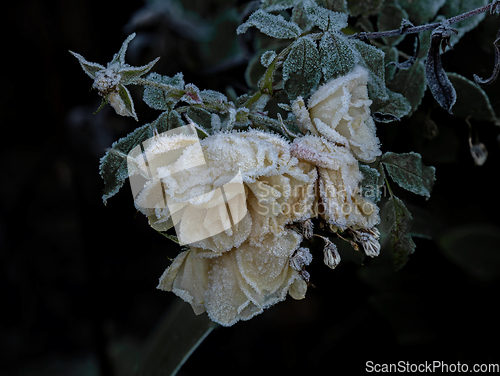 Image of Roses Covered in Frost