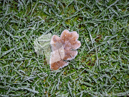 Image of Oak Leaf and Frost