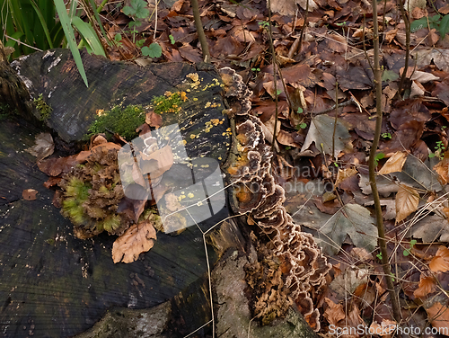 Image of Fungi, Moss and Mould on tree stump in English Woodland