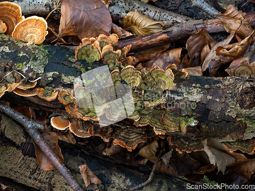 Image of Turkeytail Fungus Green Colour on Decaying Branch