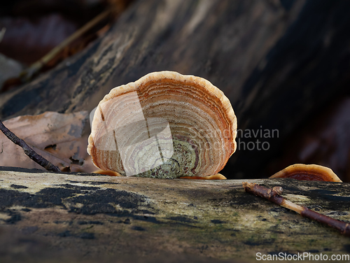 Image of Turkeytail Fungus on Decaying Log