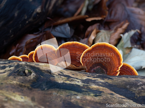 Image of Turkeytail Fungus on Decaying Tree