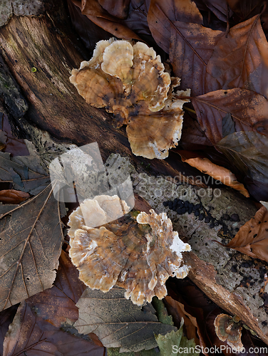 Image of Turkeytail Fungus on Fallen Log