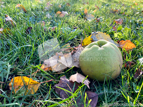 Image of fresh autumn apple