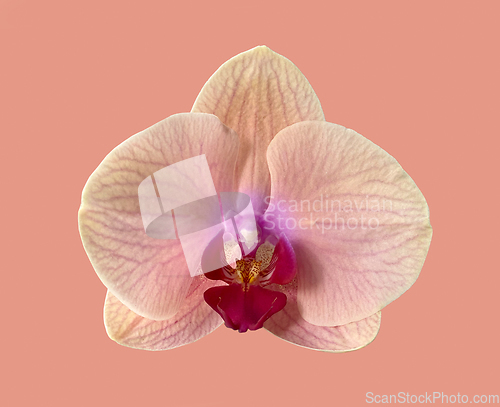 Image of beautiful orchid flower