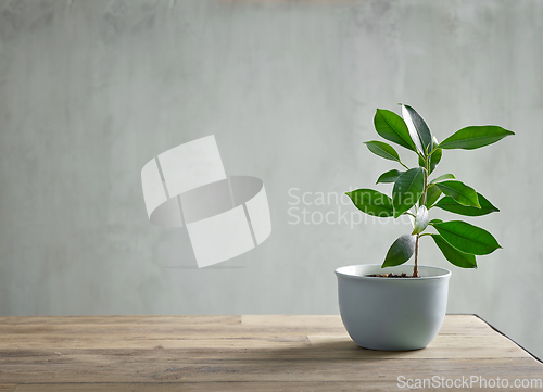 Image of flowerpot on wooden table