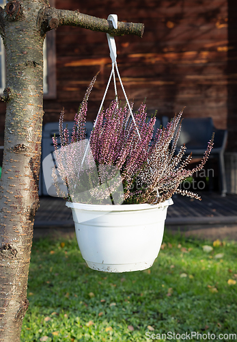 Image of autumn flowers heather 