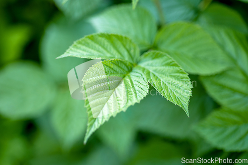 Image of fresh green raspberry leaf