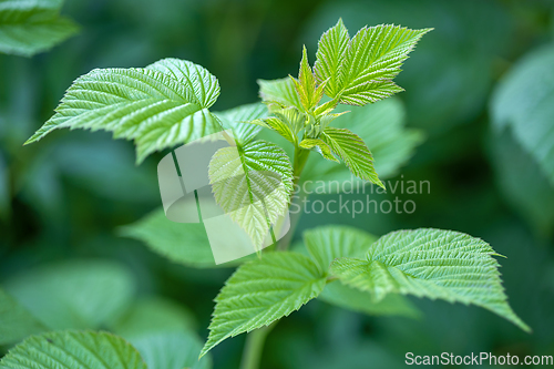 Image of fresh green raspberry leaf