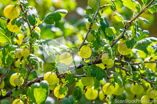 Image of fresh ripe gooseberries