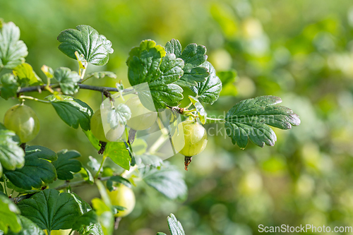 Image of fresh ripe gooseberries