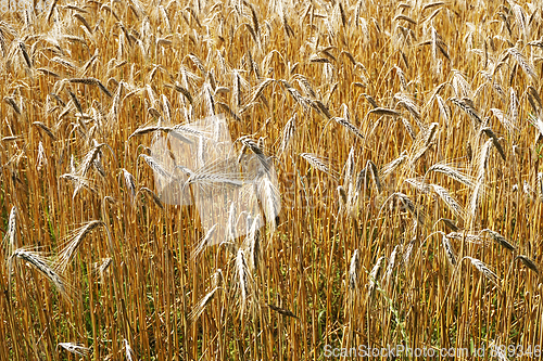 Image of golden corn field