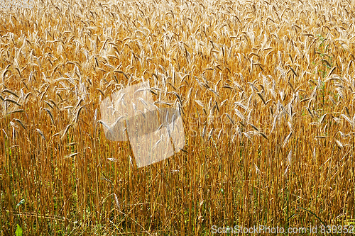 Image of golden corn field