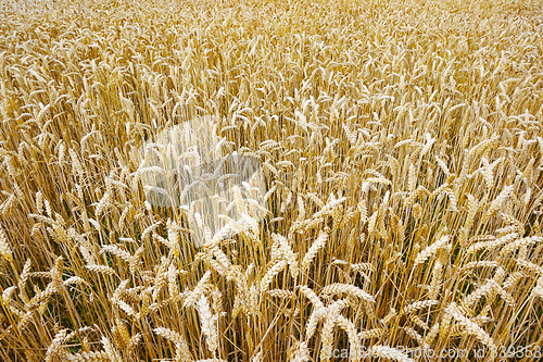 Image of golden corn field