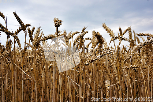 Image of golden corn field