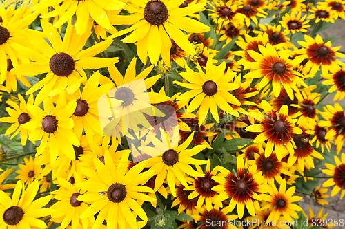 Image of yellow echinacea flowers