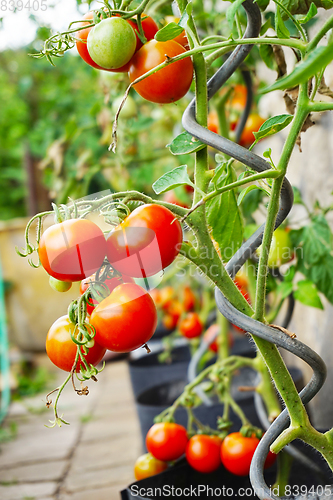 Image of fresh tomato plant