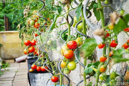 Image of fresh tomato plant