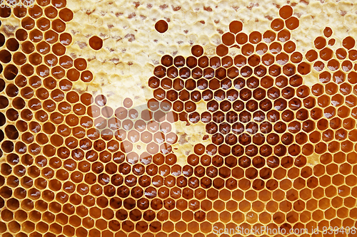 Image of honeycomb with honey