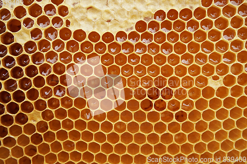 Image of honeycomb with honey