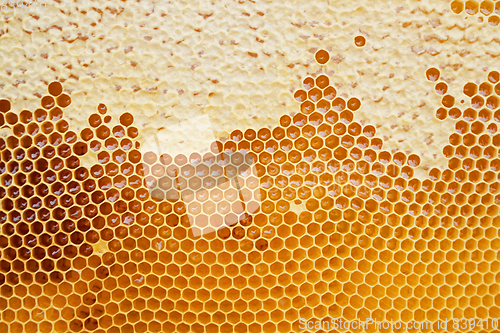 Image of honeycomb with honey