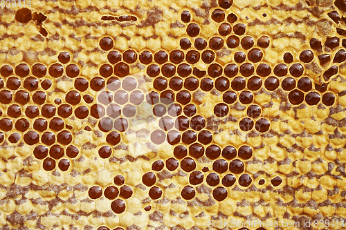 Image of honeycomb with honey