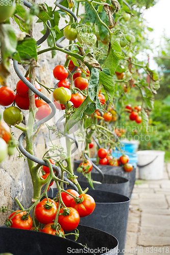 Image of fresh tomato plant