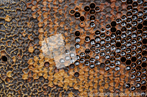 Image of honeycomb with honey