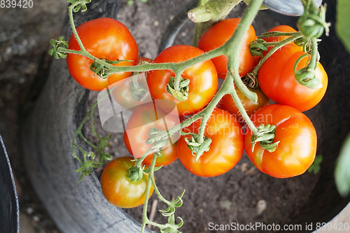 Image of fresh tomato plant