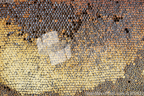 Image of honeycomb with honey