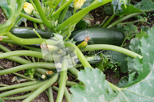 Image of fresh zucchini plant 