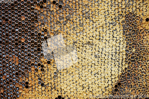 Image of honeycomb with honey