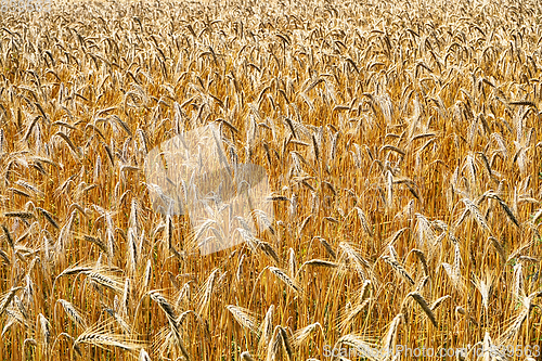 Image of golden corn field