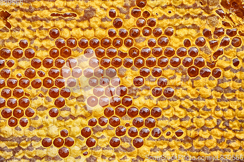 Image of honeycomb with honey