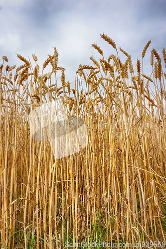 Image of golden corn field