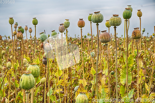 Image of autumn poppy heads field 