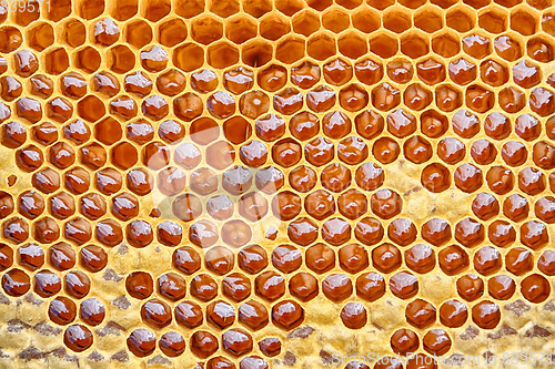 Image of honeycomb with honey