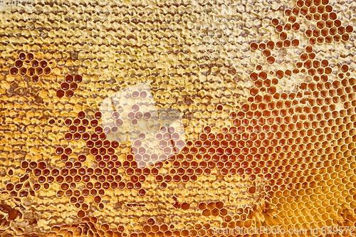 Image of honeycomb with honey