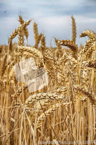 Image of golden corn field