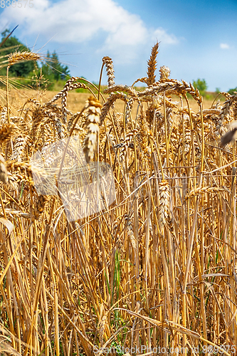 Image of golden corn field