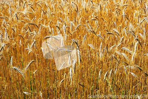 Image of golden corn field